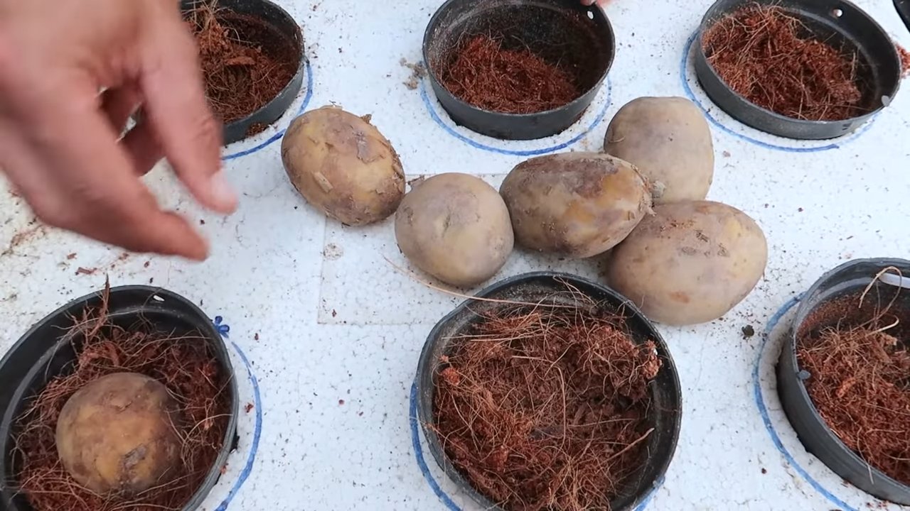 Growing potatoes in styrofoam