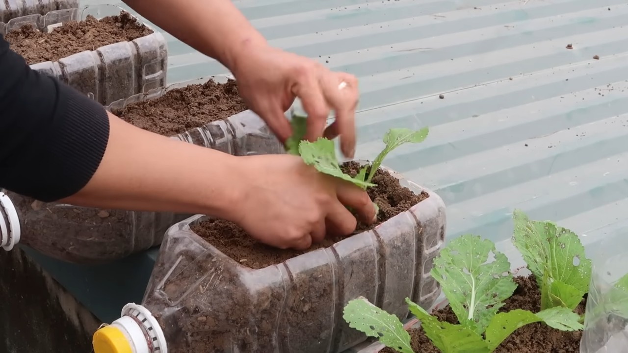 Grow Veggies at Home