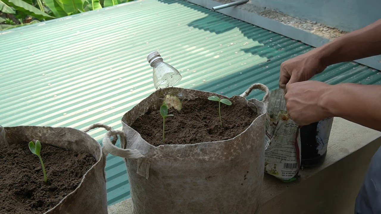 Grow Watermelons in Containers