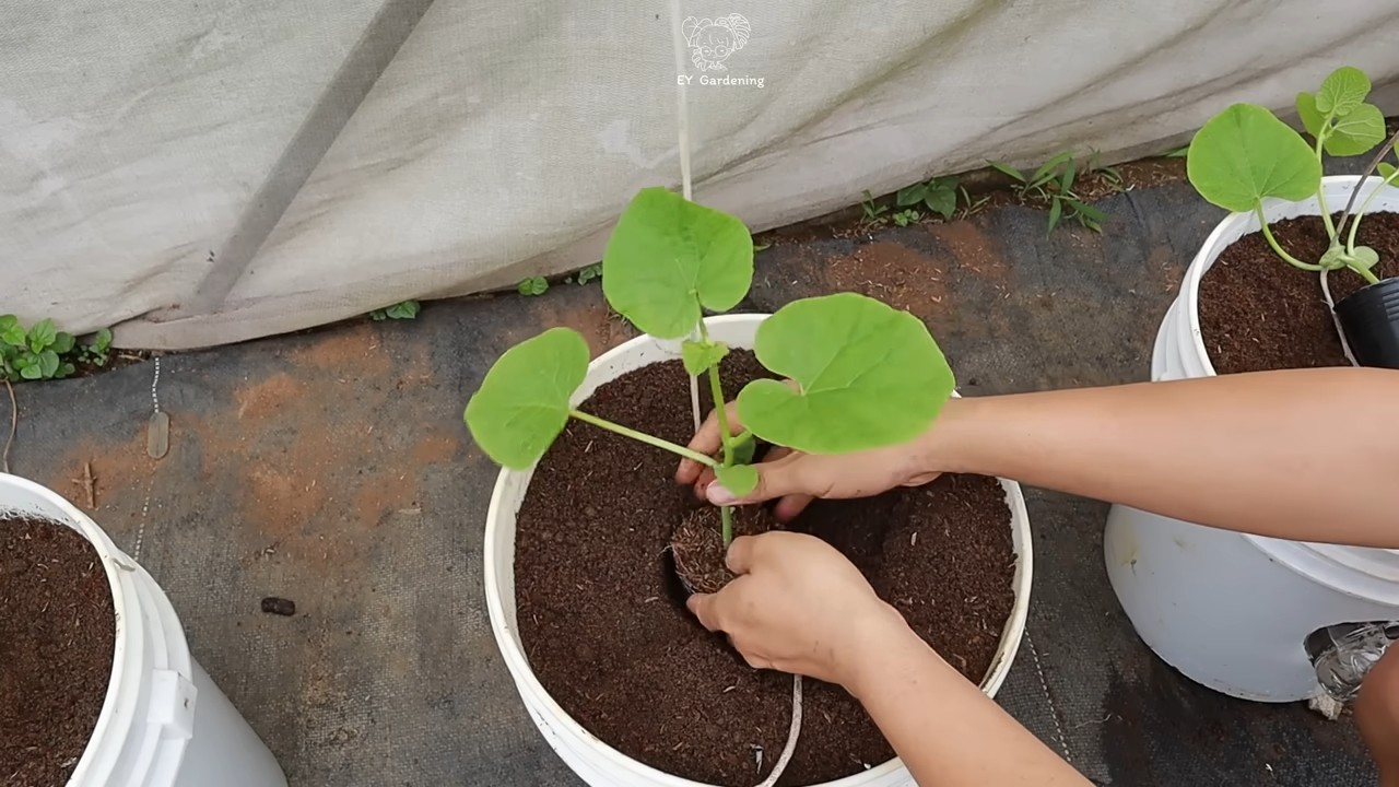Hanging melon growing method