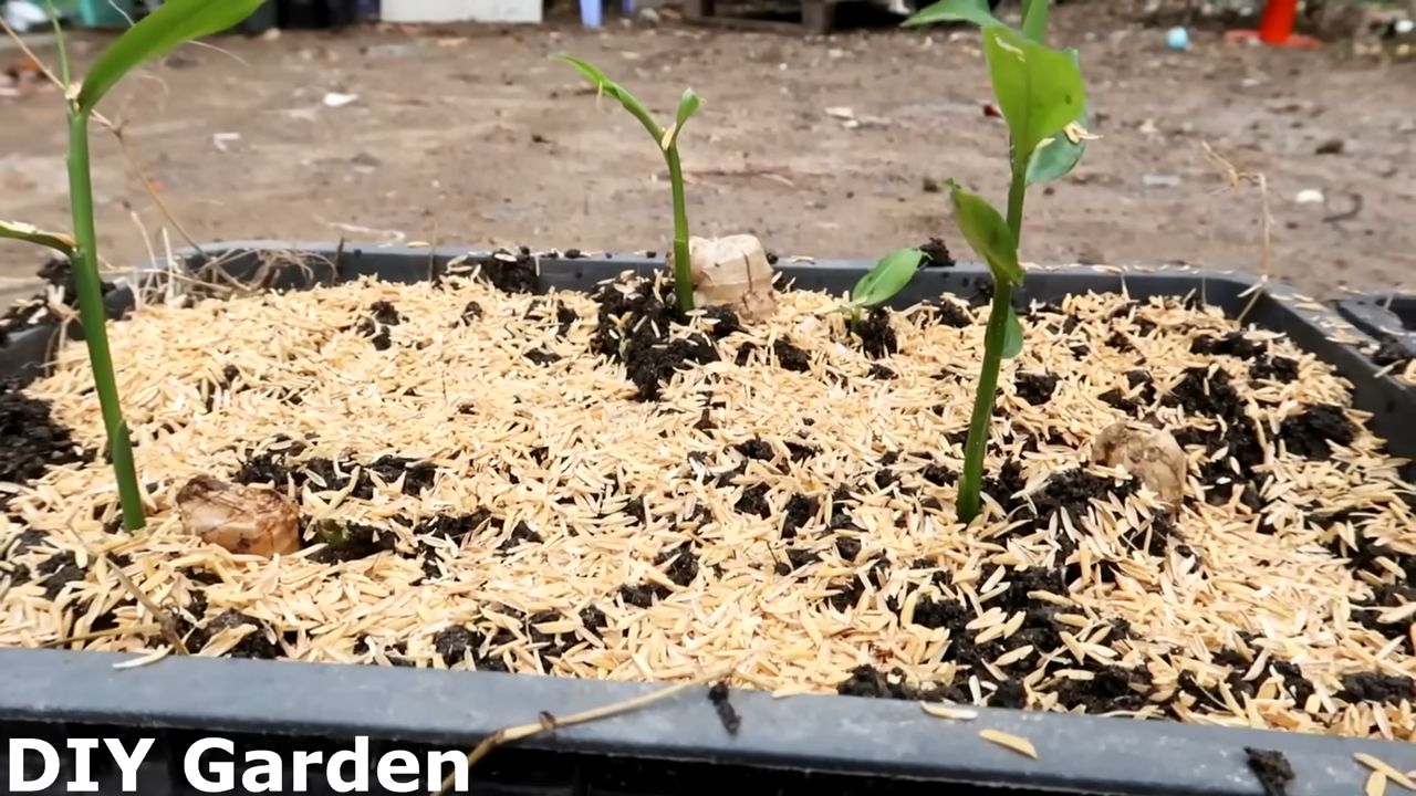 Growing Ginger at Home