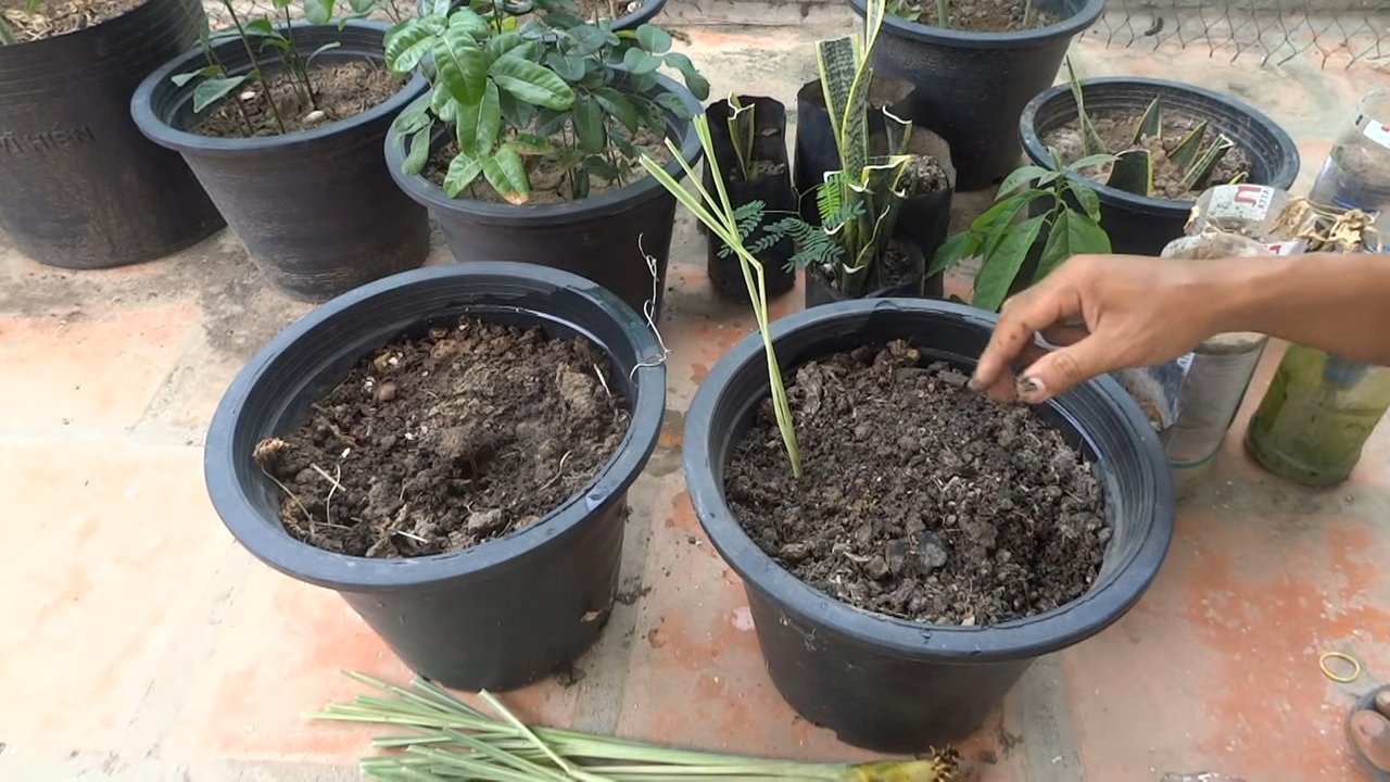 Grow Lemongrass Indoors Successfully