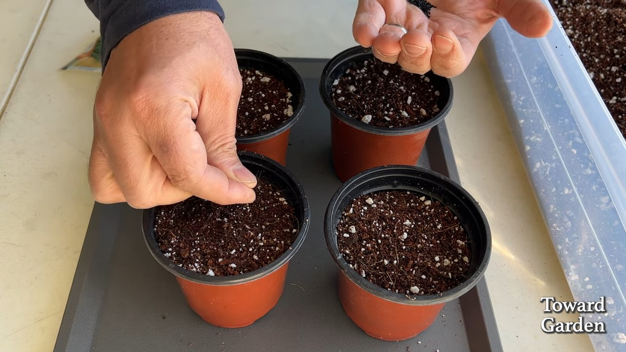 Growing Chives Kitchen