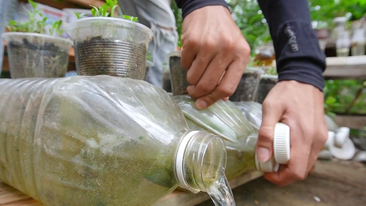 DIY coriander plastic bottles