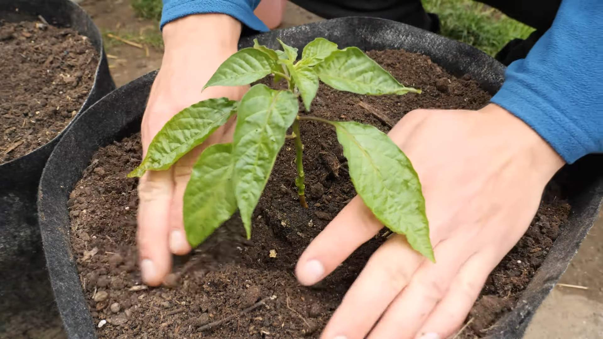 Grow Yellow Habanero Peppers