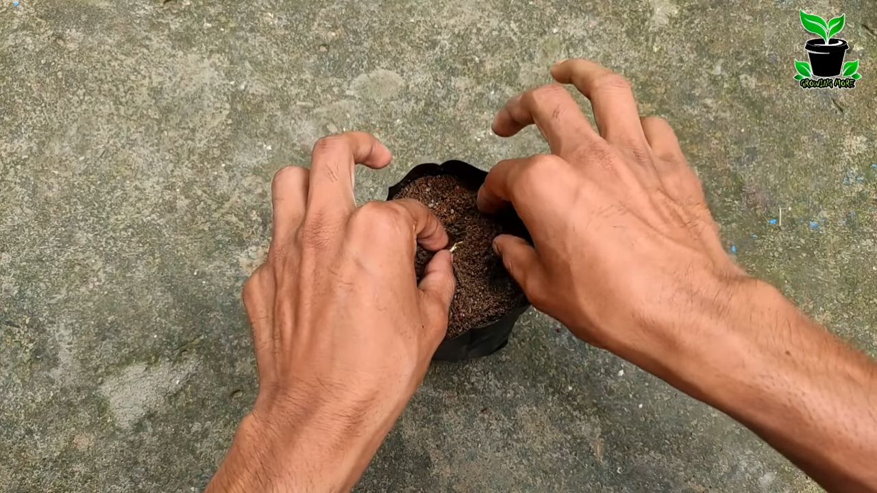 Grow Peaches at Home