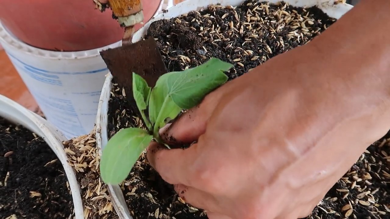 Growing Gourds Smartly