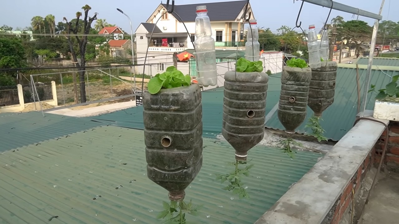 Hanging lettuce tomato garden