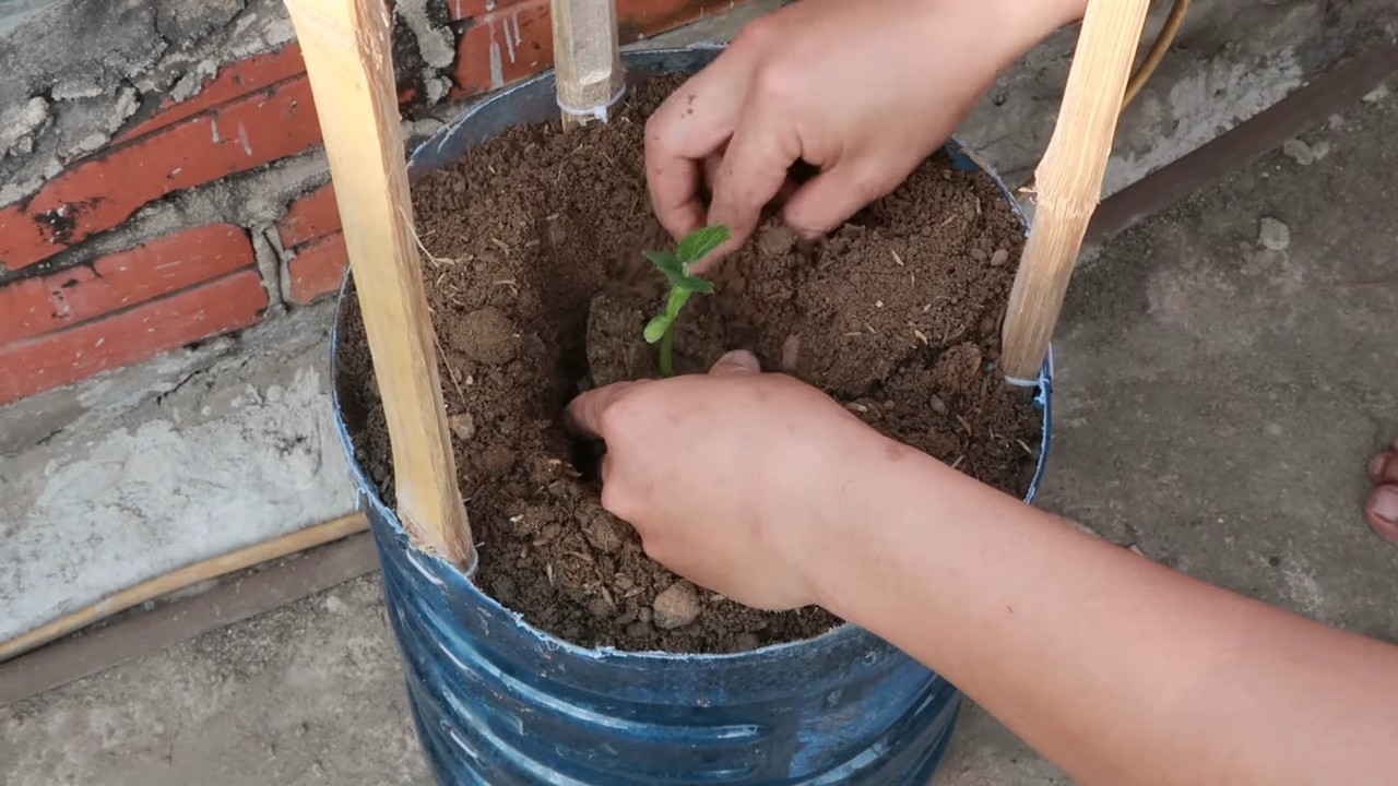 Bitter Melon Terrace Gardening