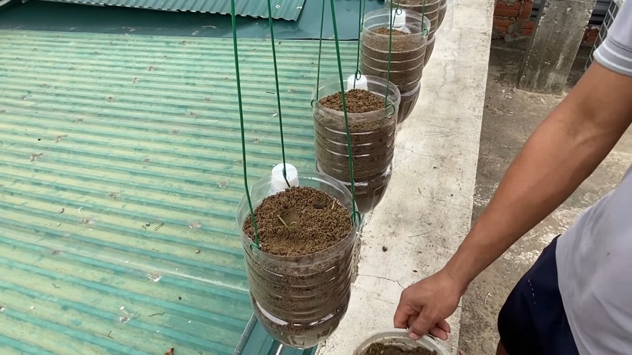 Hanging bottle carrot gardening