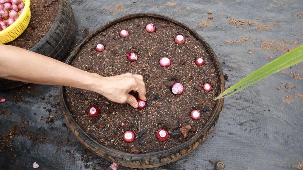 Grow onions at home