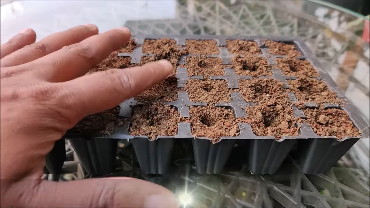 Grow Celery in Your Kitchen