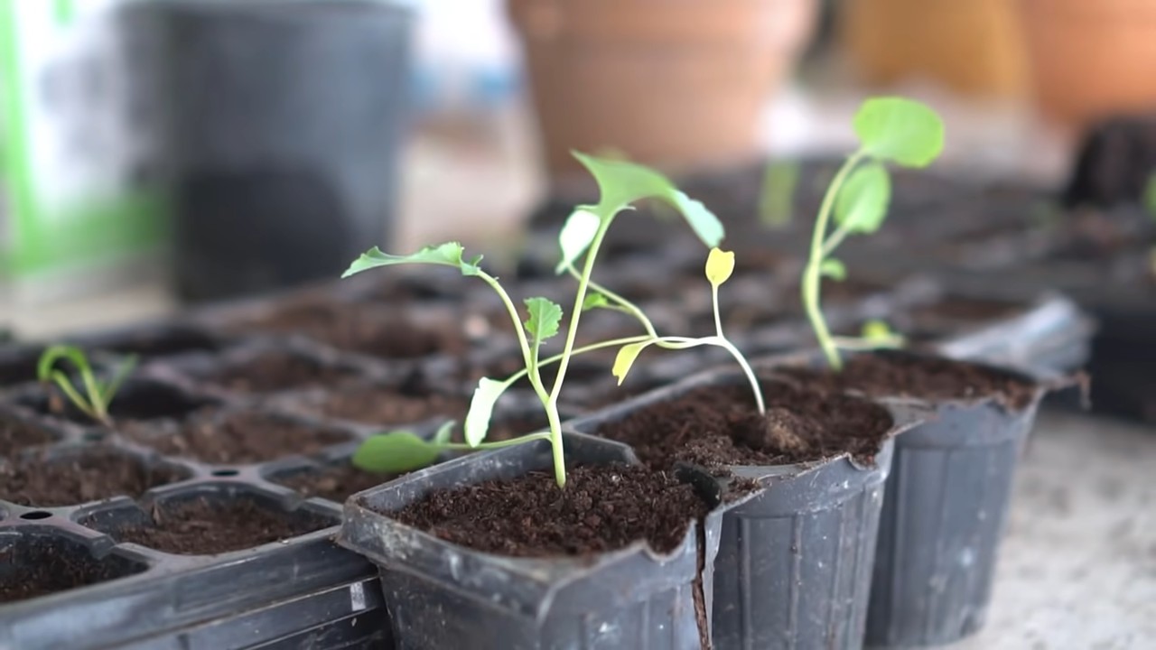 Grow broccoli in kitchen