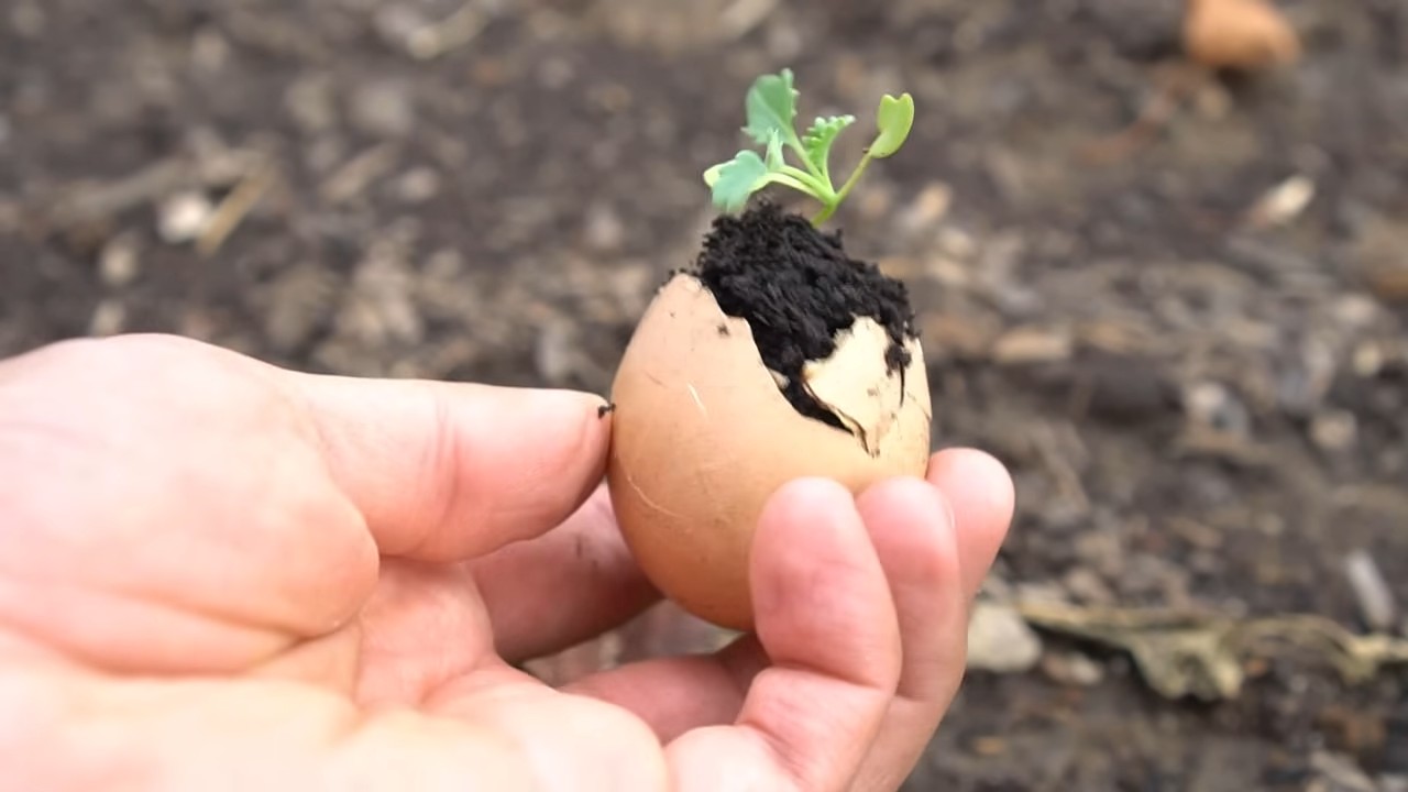 Growing Kale at Home