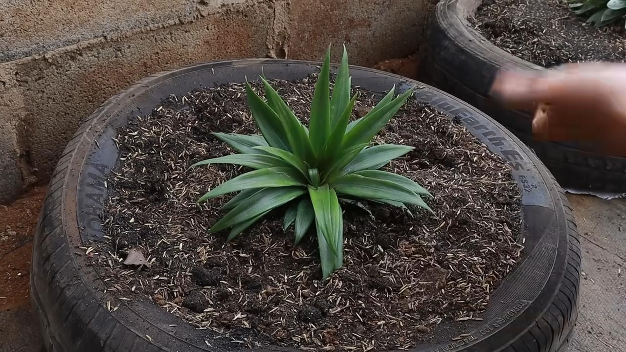 Grow pineapple on terrace