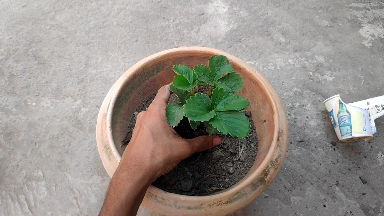Grow Strawberries Indoors