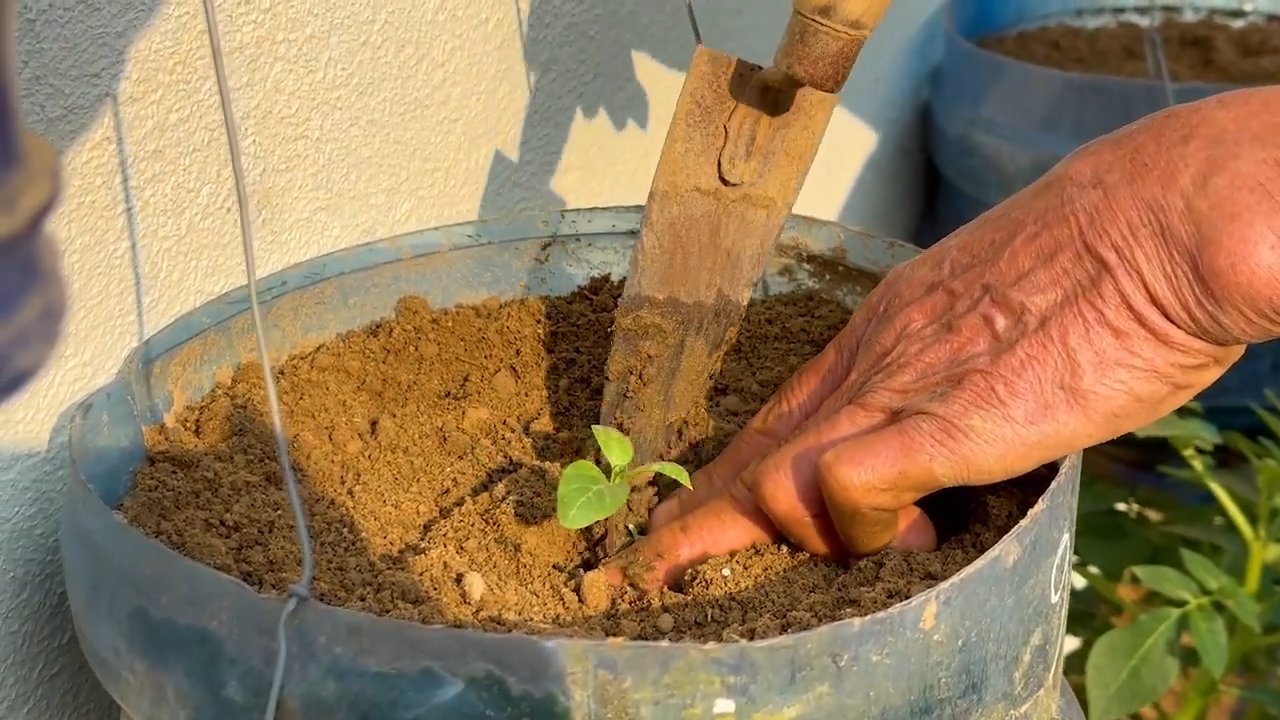Growing White Eggplants at Home