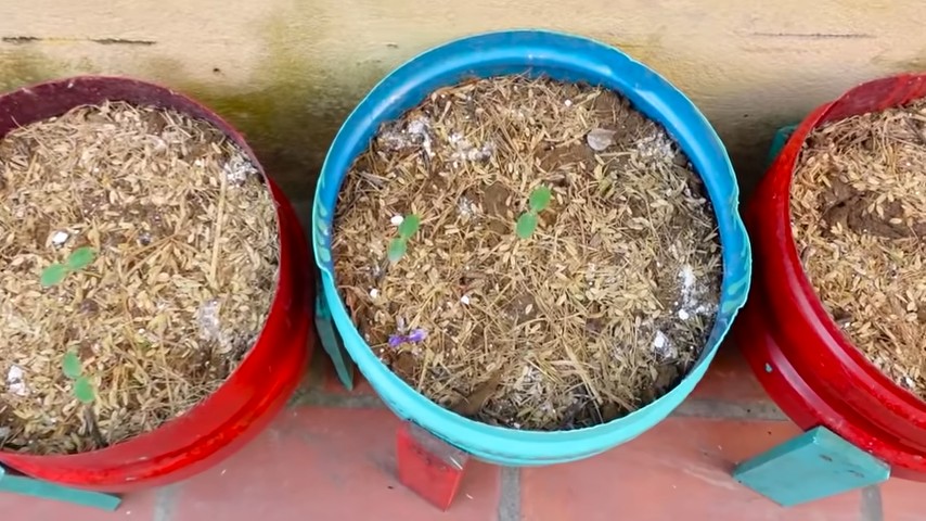 Grow Sweet Honeydew Melons