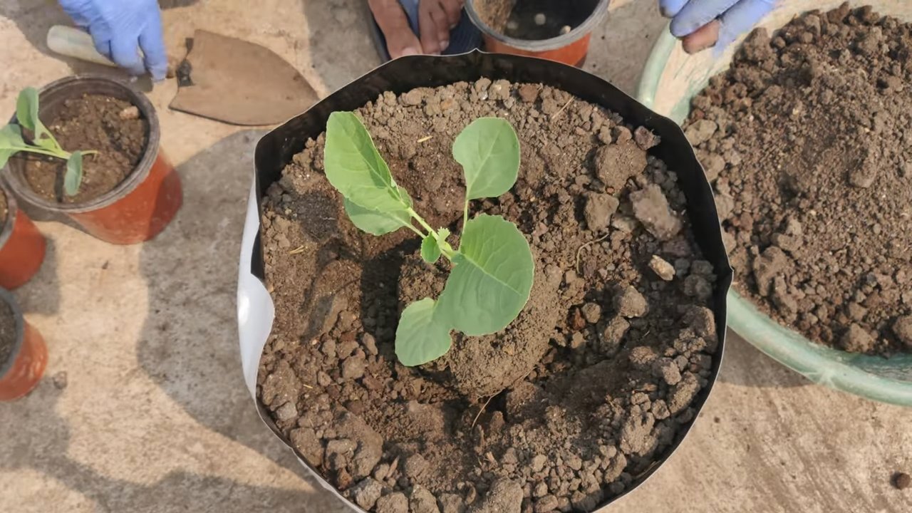 Growing Cauliflower at Home