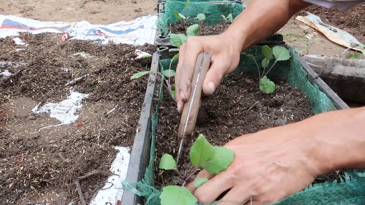 Growing Purple Kohlrabi