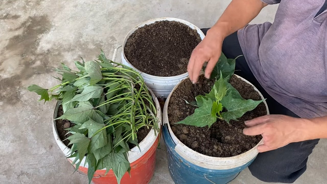 Growing Sweet Potatoes in Containers