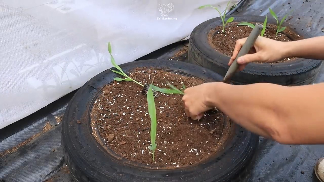 Grow black corn at home