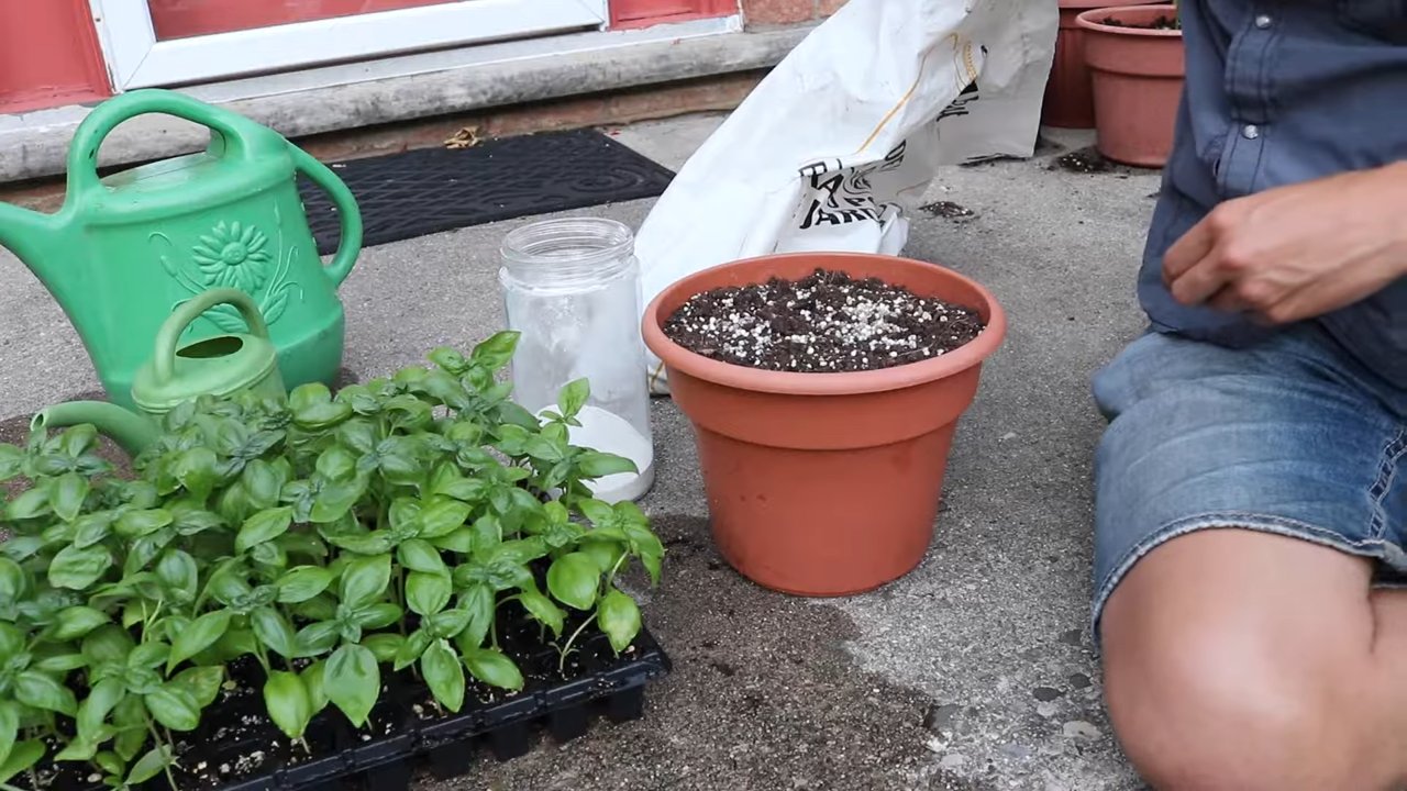 Grow Basil Kitchen Garden