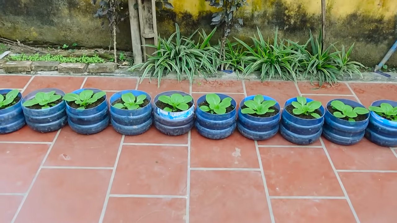 Grow Chinese Cabbage Quickly