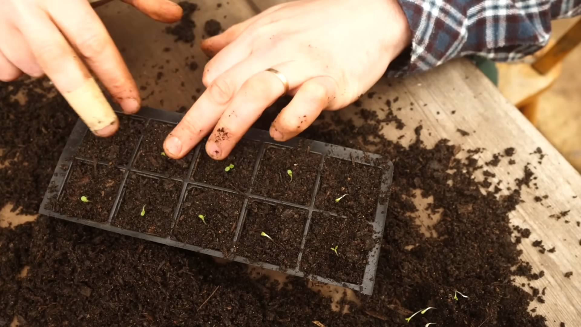 Grow Perfect Lettuce