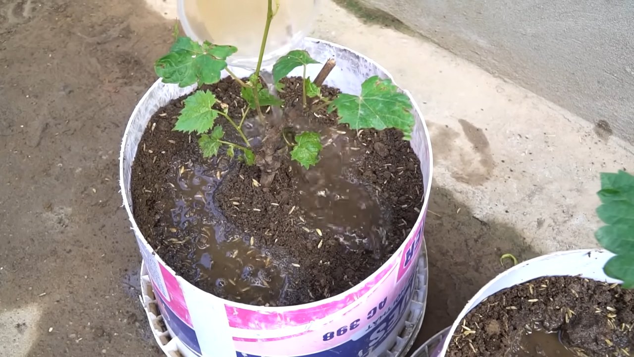 Grow grapes at home