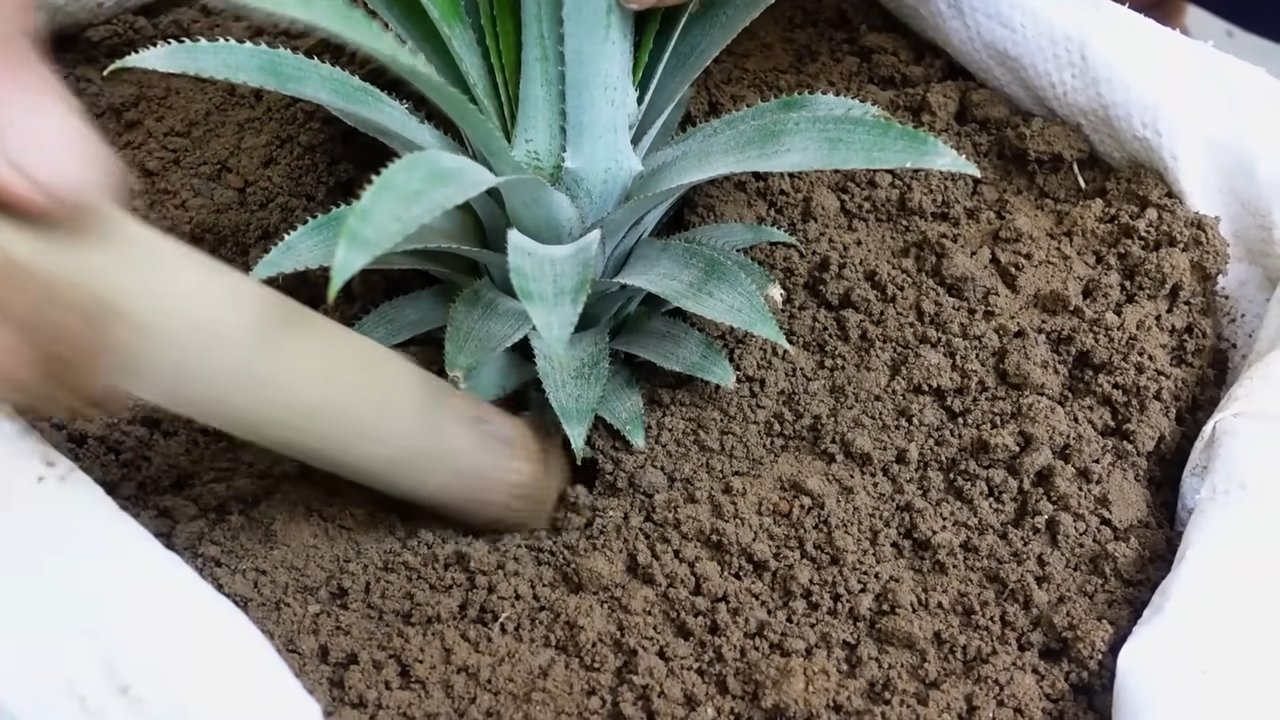 Grow Pineapple at Home