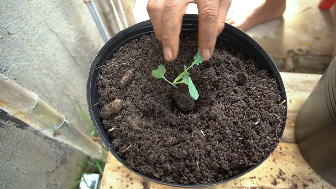 Grow Cauliflower at Home