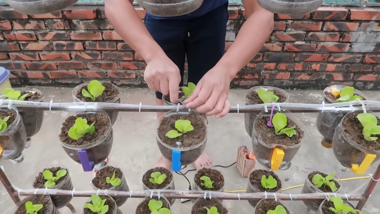 DIY Vertical Lettuce Garden