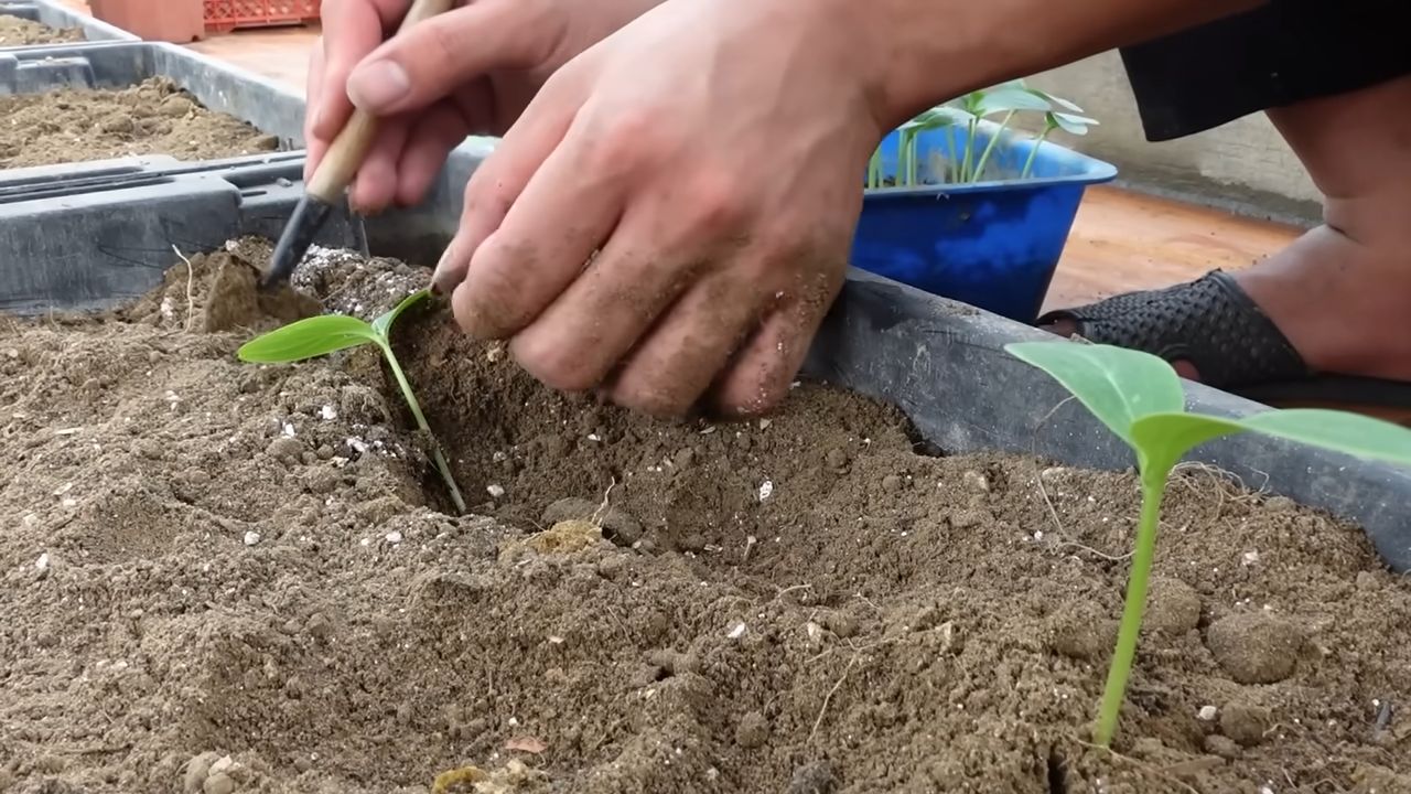 Growing Cucumbers Indoors