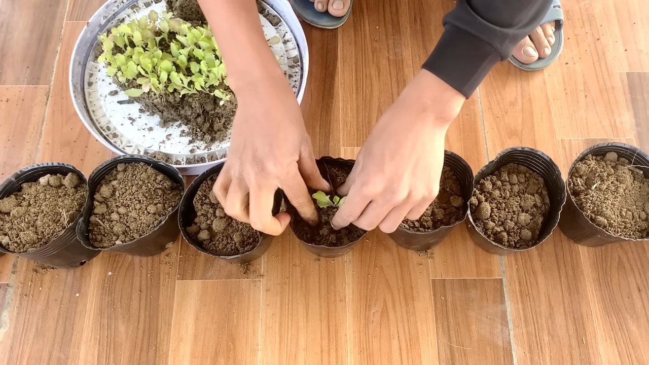 Grow Lettuce Indoors Easily