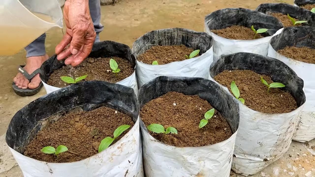 Grow Malabar Spinach at Home