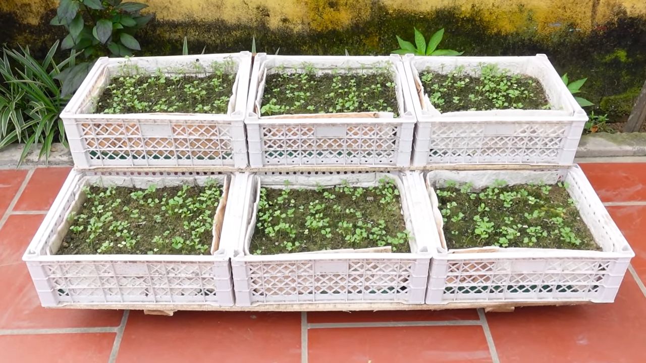 Hanging mustard greens gardening