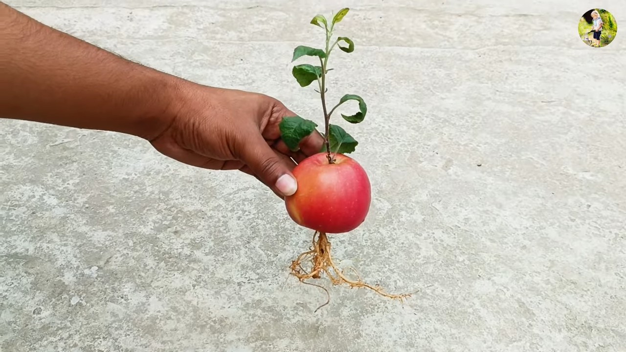 Grow Apples Indoors