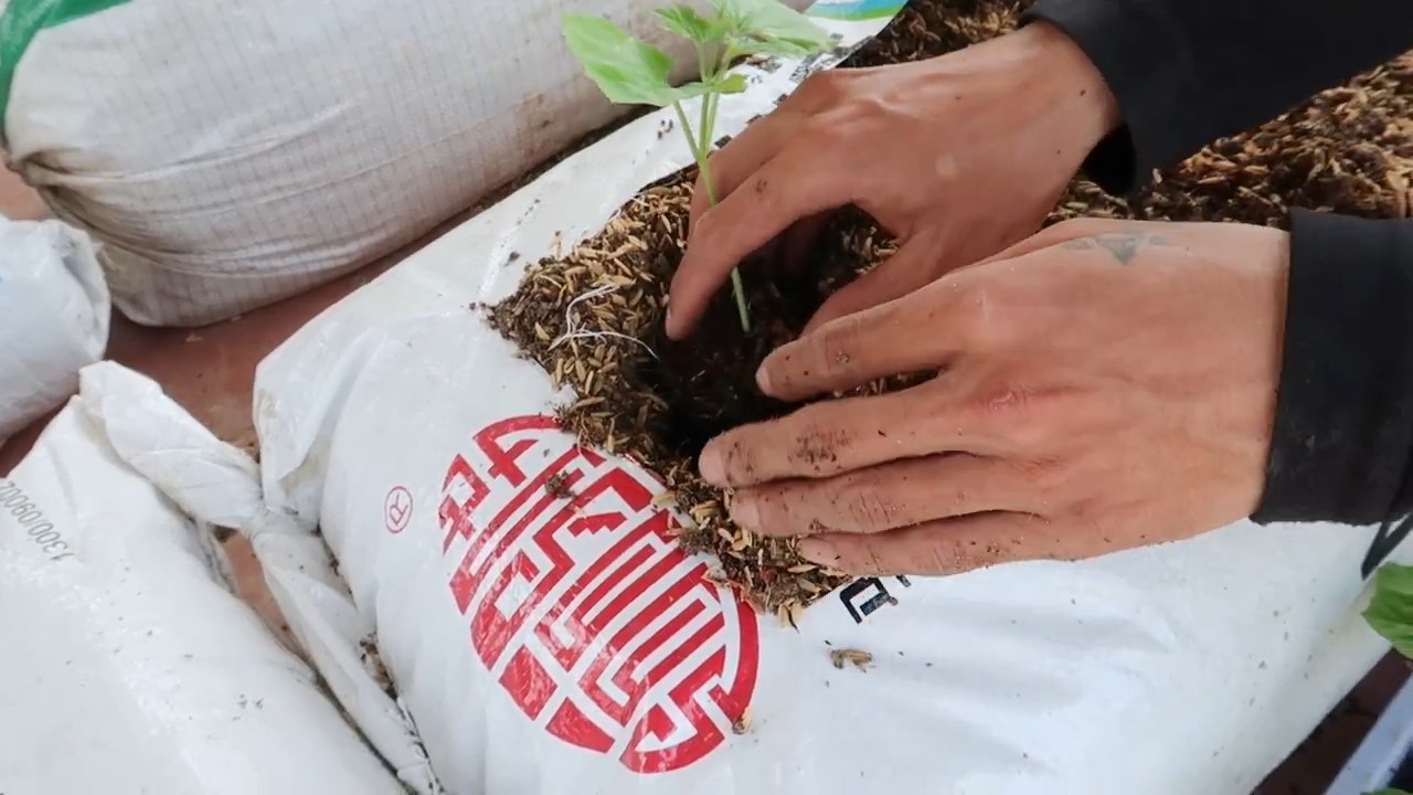Grow bitter melon in sacks