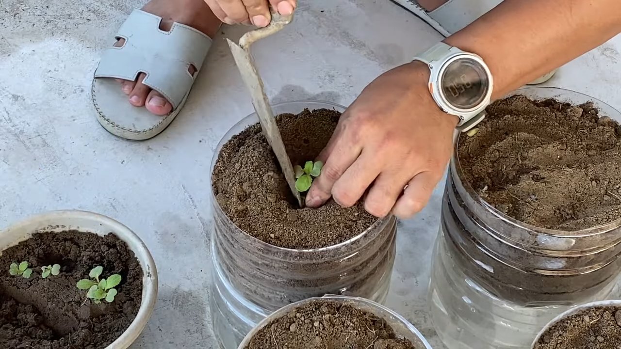 Grow Giant Mustard Greens