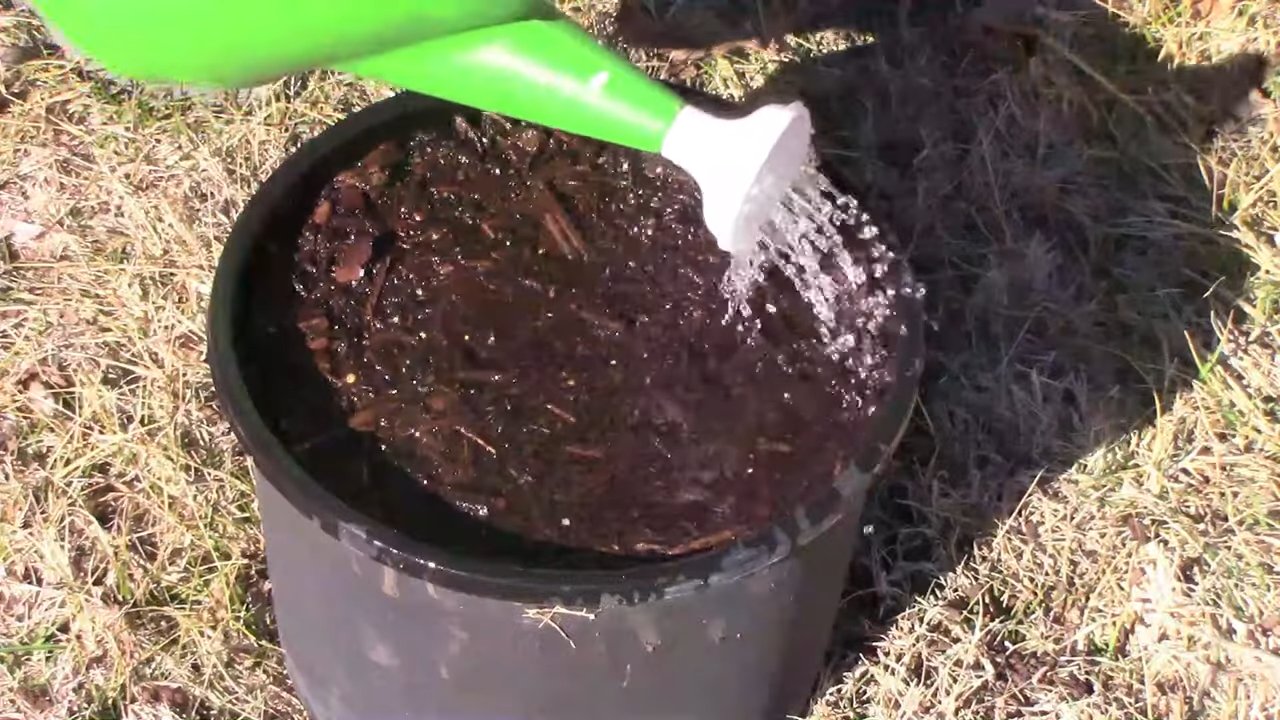 Grow Peas Indoors