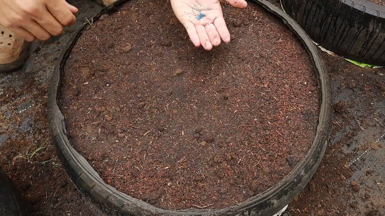 Grow baby carrots at home