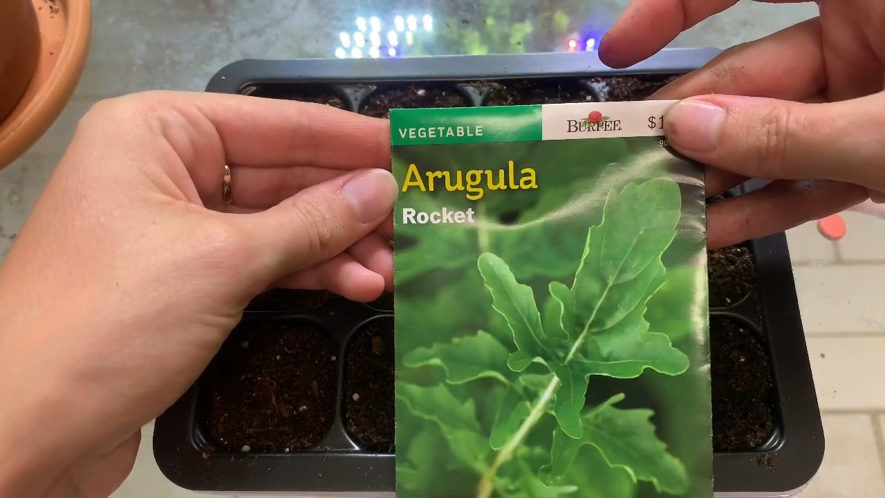 Growing Arugula at Home