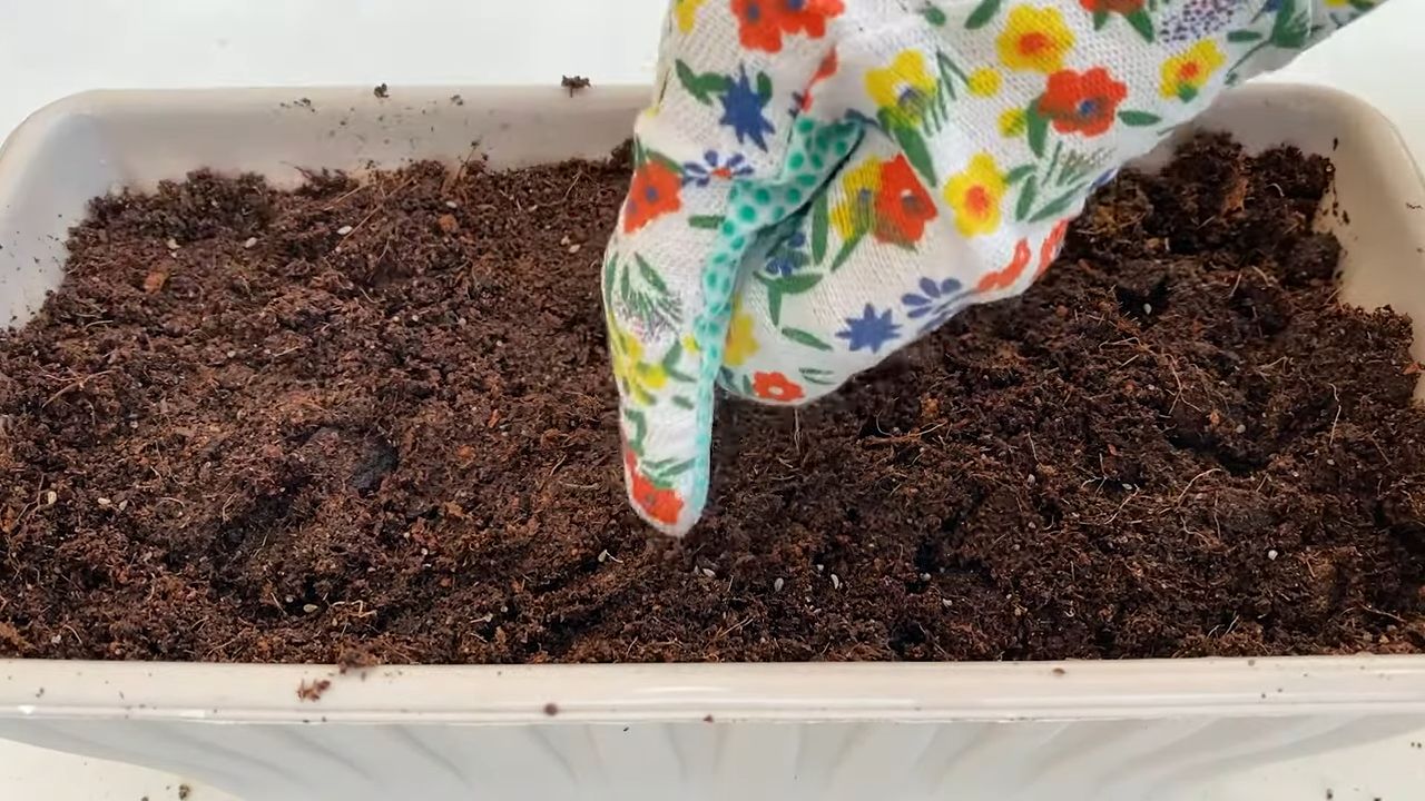 Growing Parsley Indoors Beginner