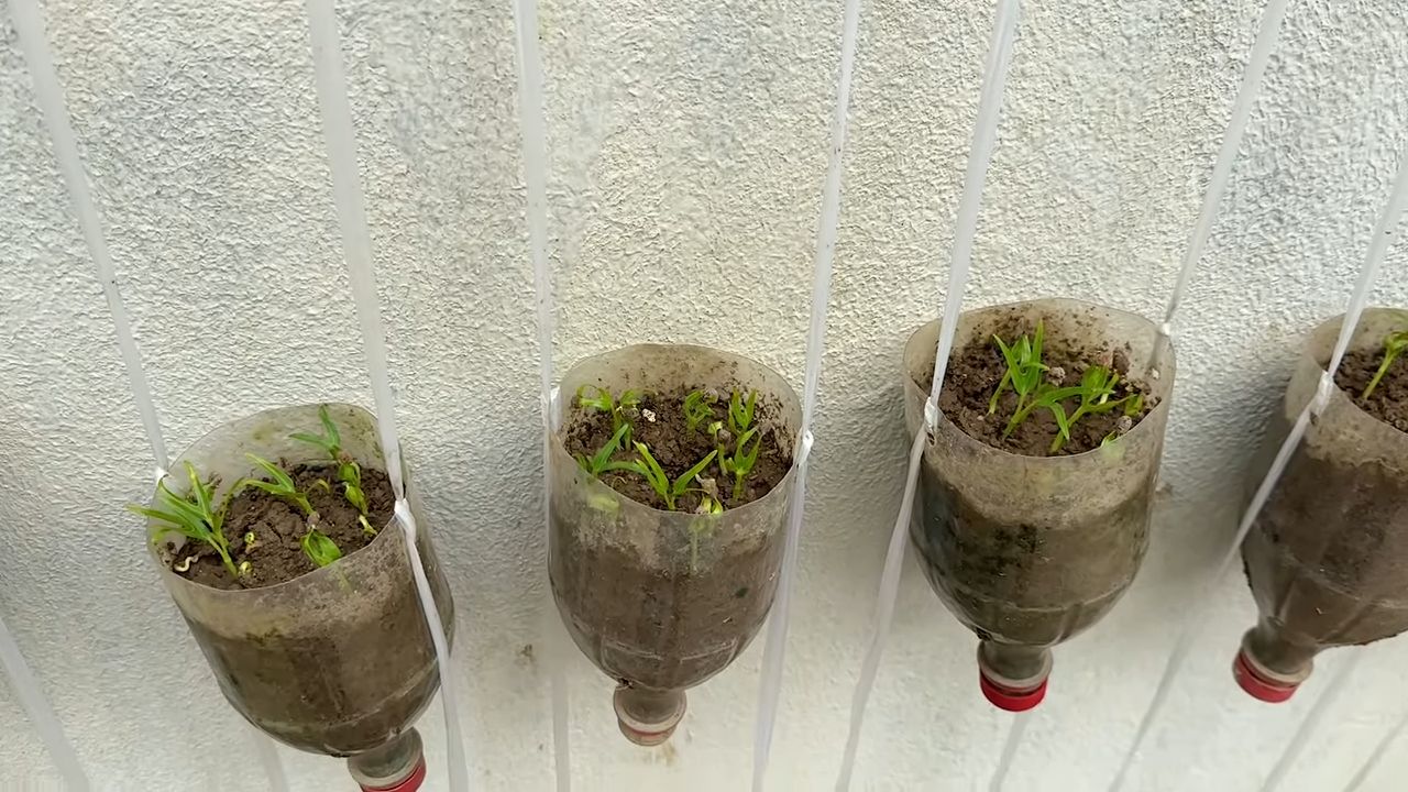 Water Spinach Bottle Growing