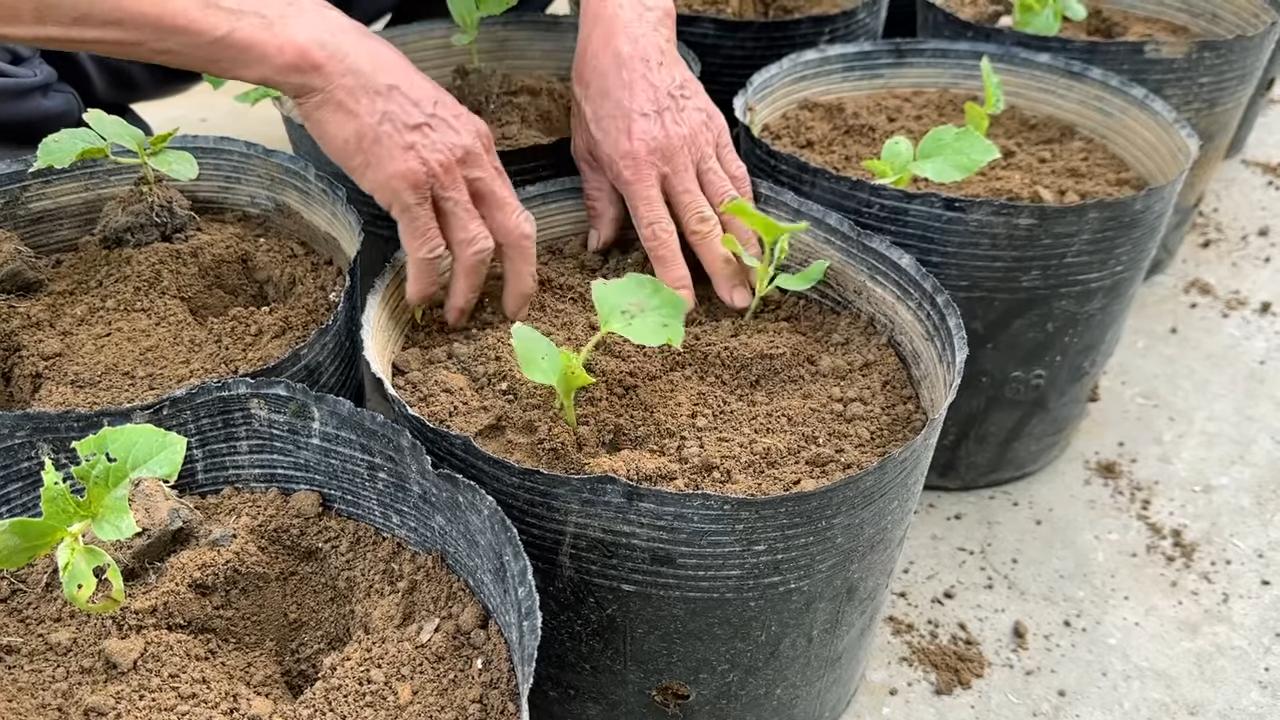 Prolific unusual melon variety