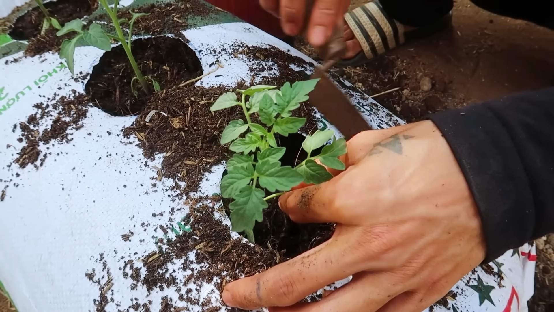 Growing tomatoes at home