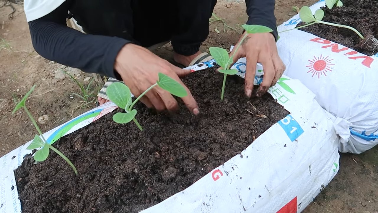 Growing pumpkins in soil bags