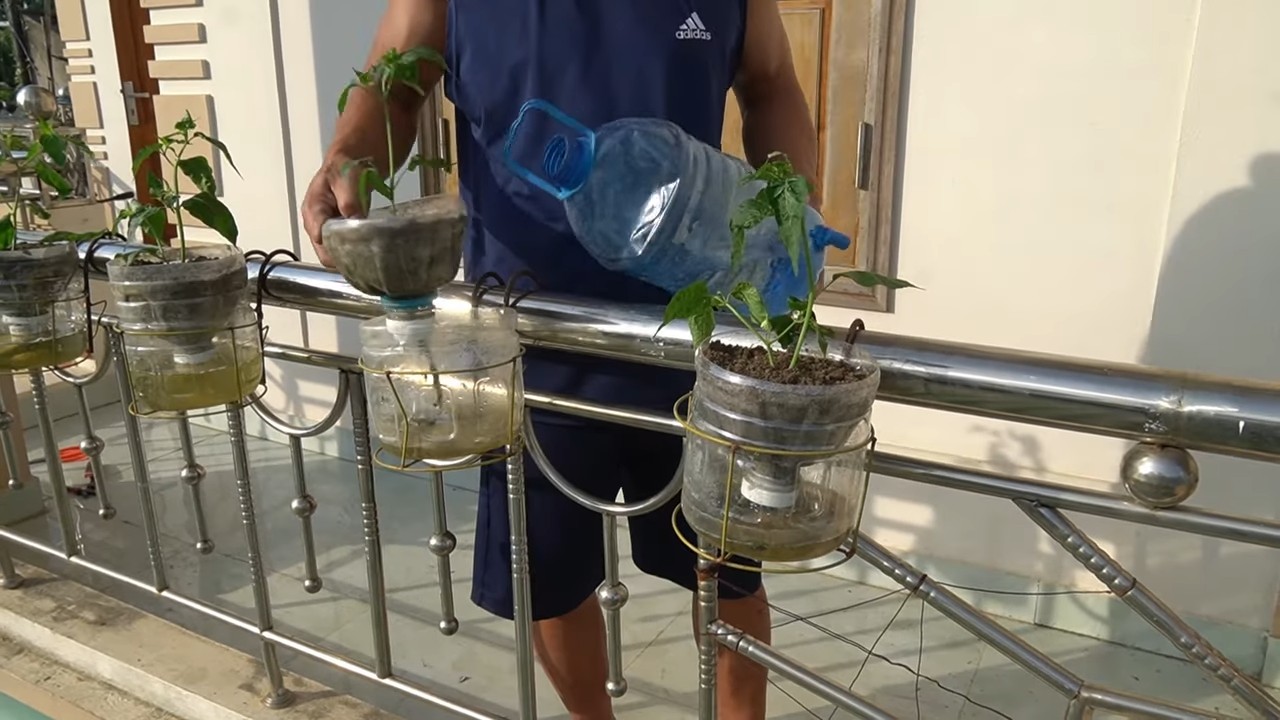 Grow chili peppers at home