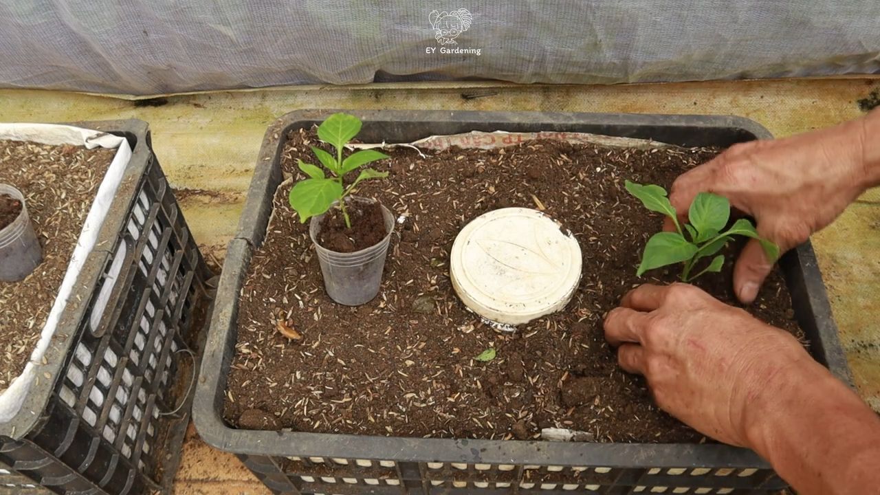 Growing Chili Peppers at Home